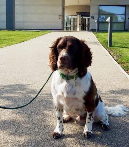 Springer spaniel at the Crematorium