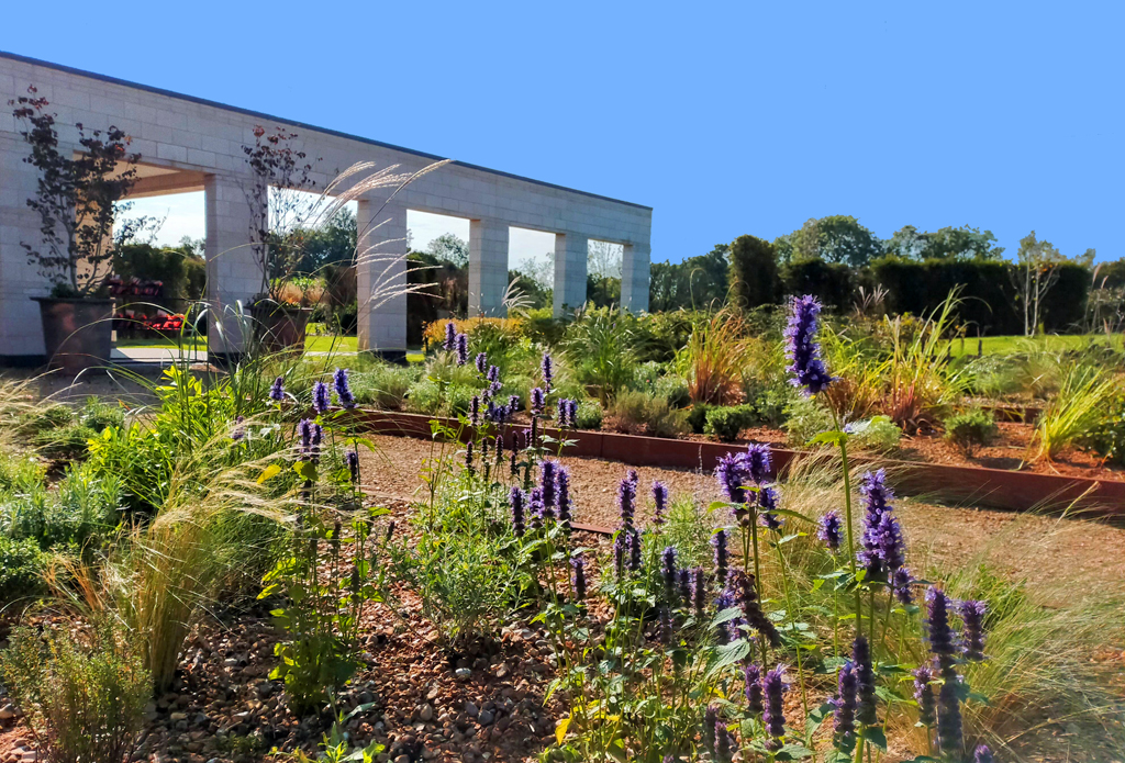 Lavender flower garden in summer