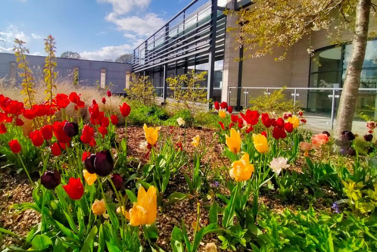 Spring tulips