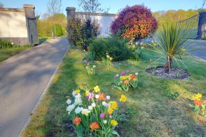 Front entrance daffodils